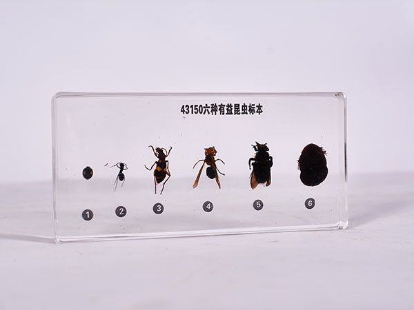 益蟲(chóng)標(biāo)本（包埋）