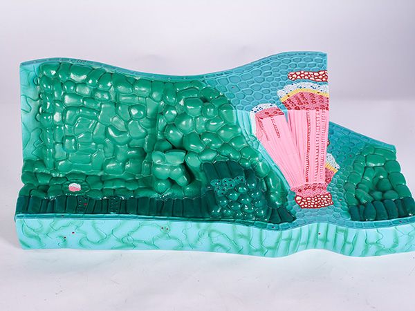 葉構(gòu)造模型1