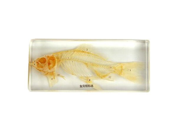 魚(yú)骨骼