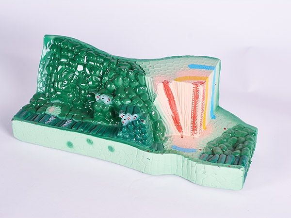 葉構(gòu)造模型