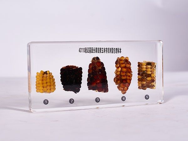 驗(yàn)證基因分離規(guī)律玉米標(biāo)本