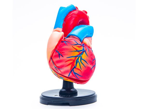 心臟模型（三倍大）