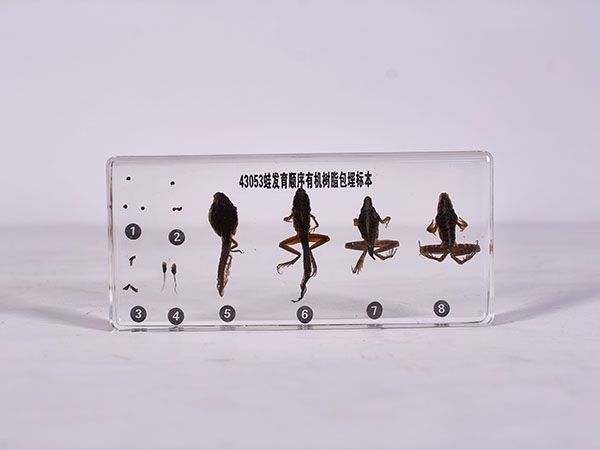 蛙發(fā)育順序標(biāo)本（包埋）