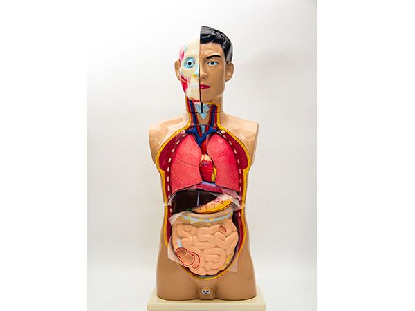 頭、頸、軀干模型