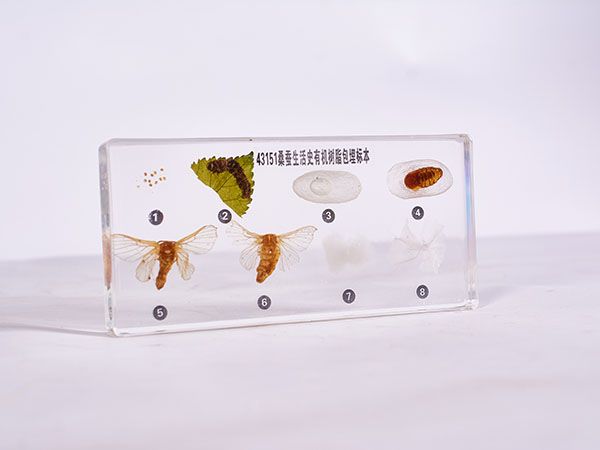 桑蠶生活史標本（包埋）