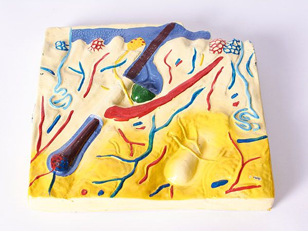 皮膚結(jié)構(gòu)模型