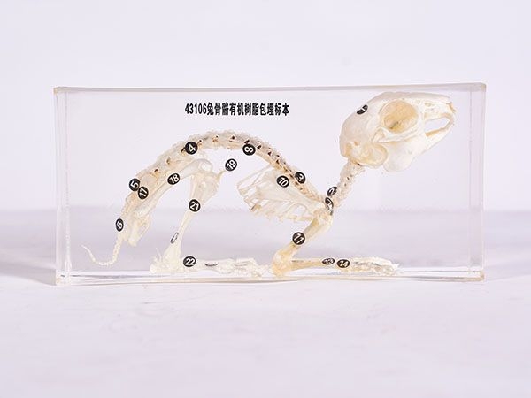 兔骨骼標本（包埋）