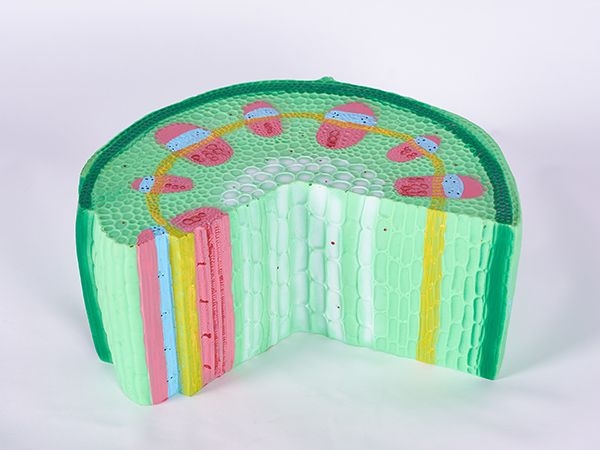 雙子葉結(jié)構(gòu)模型