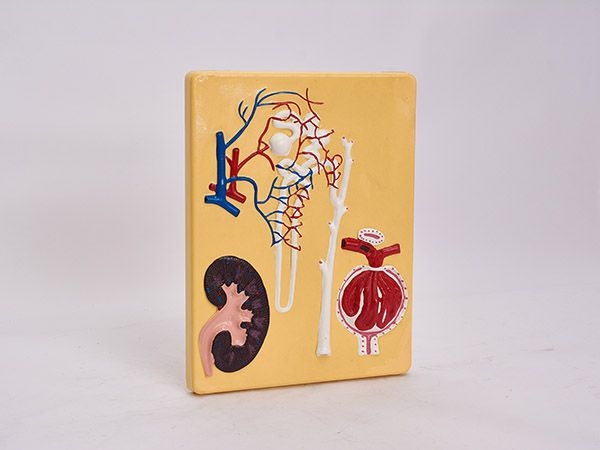 腎單位、腎小體模型