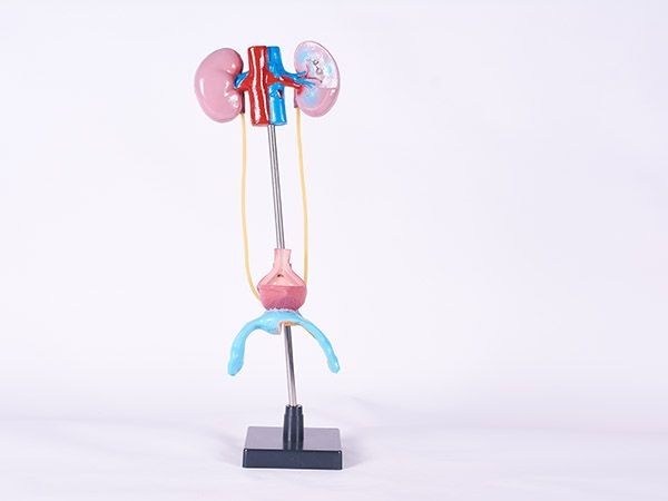 女性泌尿生殖系統(tǒng)模型