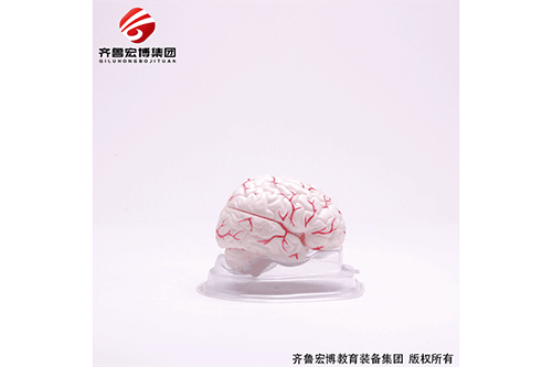 腦解剖
