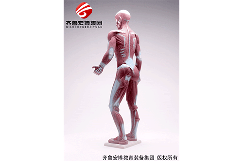 人體肌肉模型