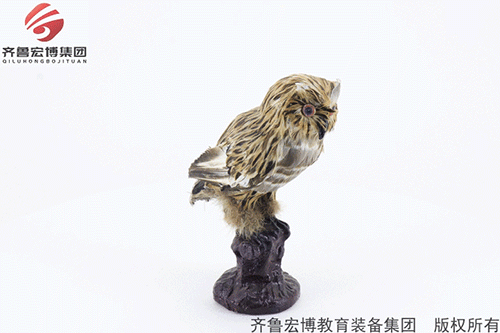 貓頭鷹仿 真模型