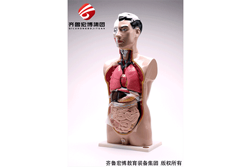 頭頸軀干模型